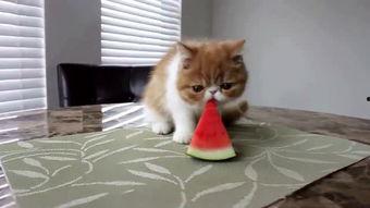 吃瓜敲脑门,揭秘娱乐圈背后的故事