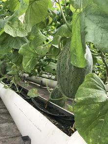 内地游客新疆吃瓜,内地游客的甜蜜之旅