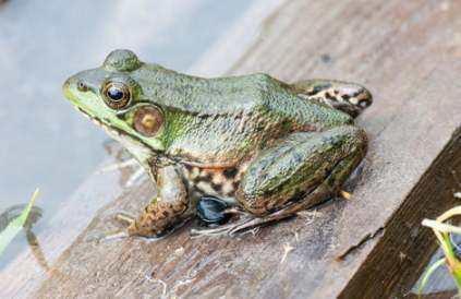 瓜哥吃蛙腿,一场味蕾的狂欢盛宴
