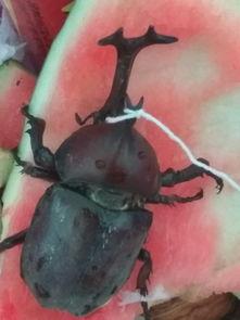 吃瓜叶的甲虫,揭秘瓜田中的神秘食客