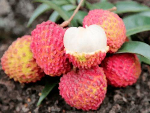 上海吃瓜群众隔离,上海吃瓜群众隔离生活全景扫描