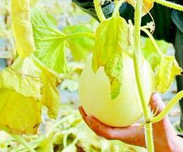 梦见摘瓜吃瓜 周公解梦,摘瓜吃瓜预示着什么？