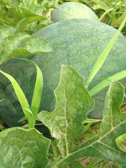 梦见菜园摘瓜吃,揭秘菜园摘瓜吃的神秘寓意