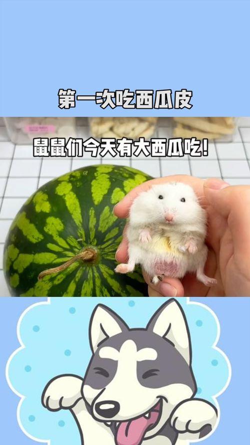 怀孕鼠瓜可以吃吗